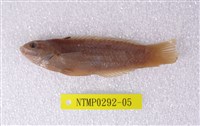 藏品(綠錦魚)的圖片
